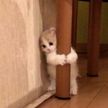 Gatos no fansub